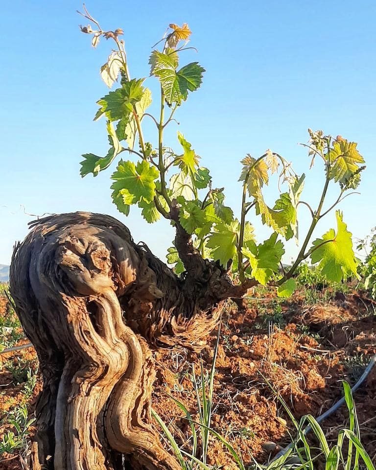 close-up of vineyards at Papagiannis Winery